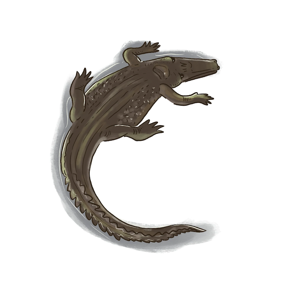 C is for Crocodile