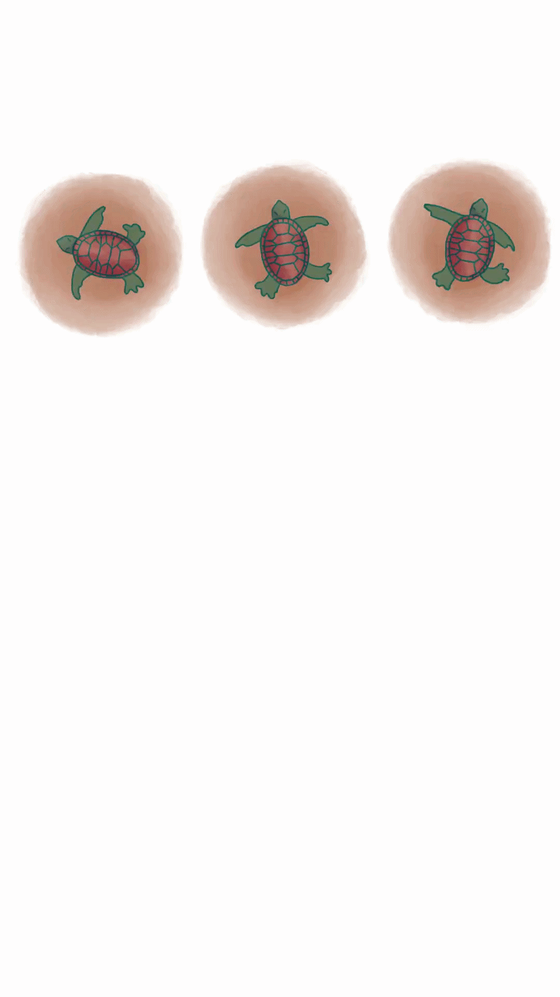 T is for Turtles
